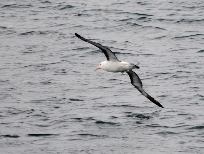 Black-browed Albatross - Julián Tocce