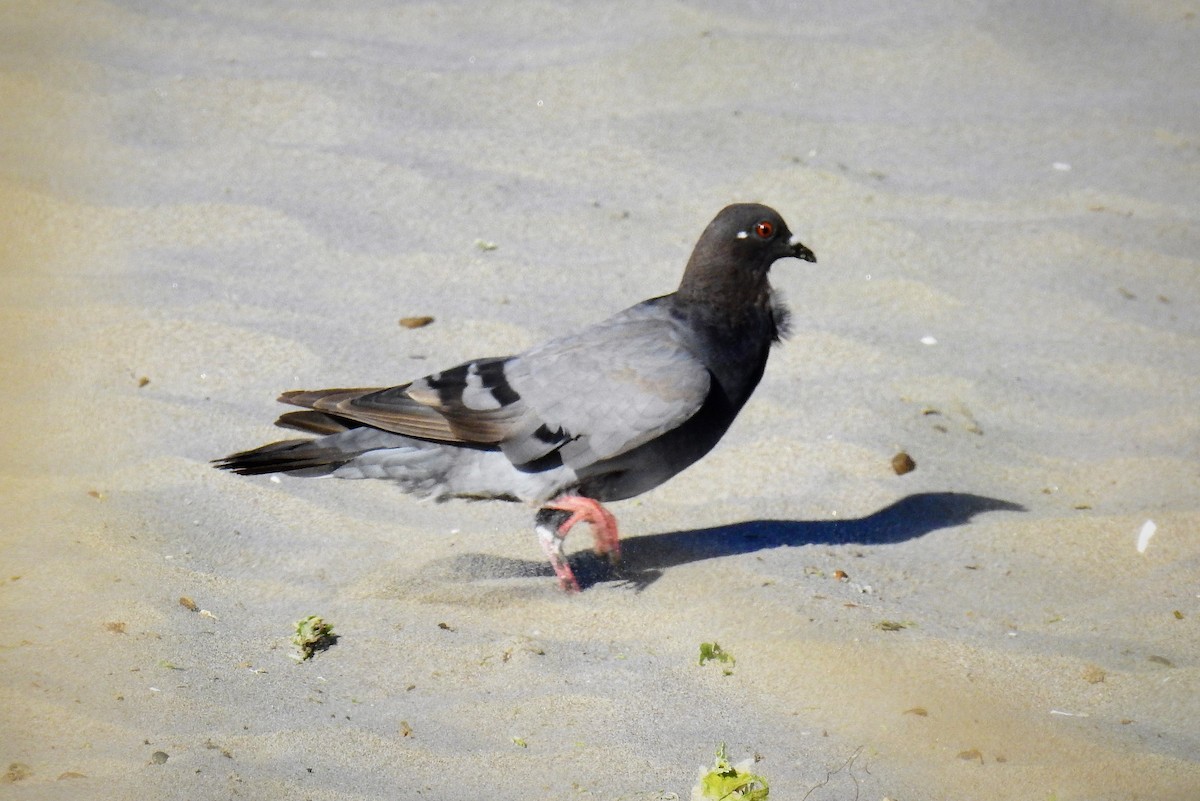 Rock Pigeon (Feral Pigeon) - ML87604771