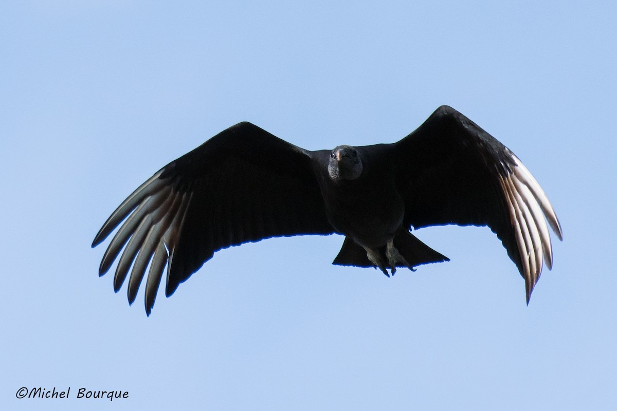 Black Vulture - Michel Bourque