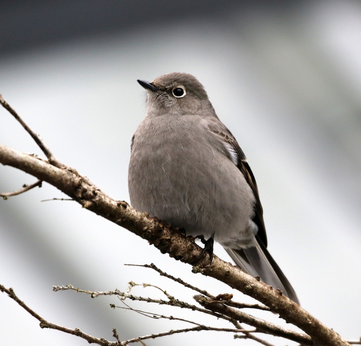 Townsend's Solitaire - Mike Fung