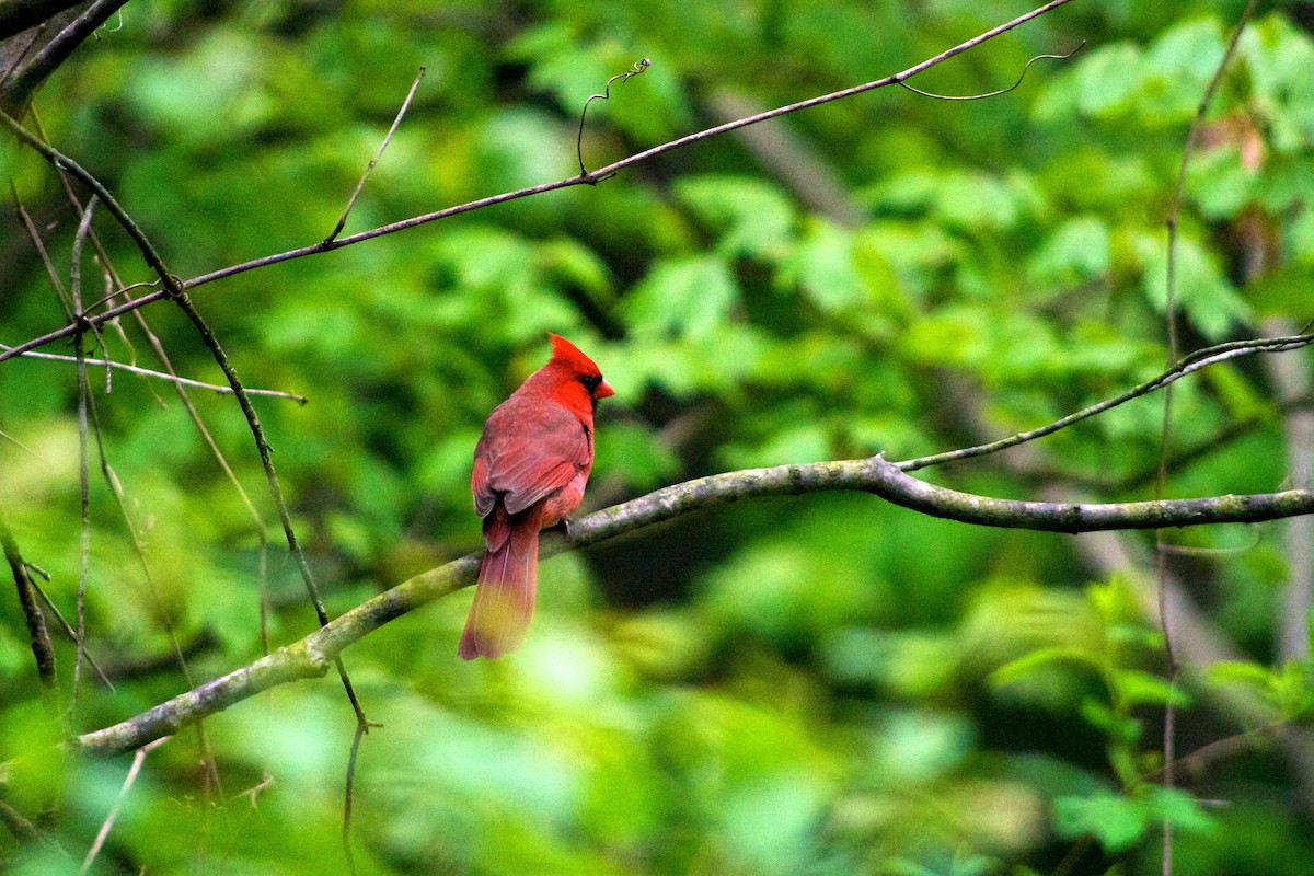 Cardinal rouge - ML87608191