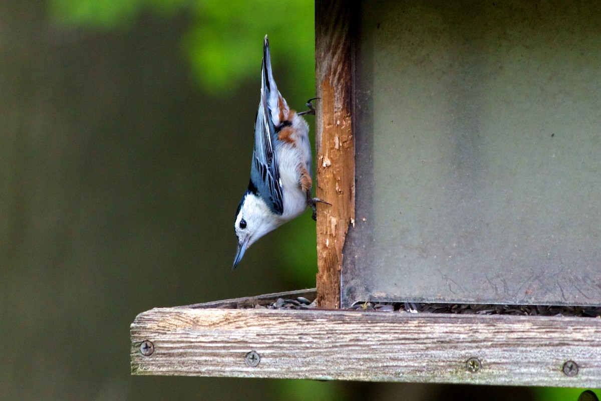 White-breasted Nuthatch - ML87608261