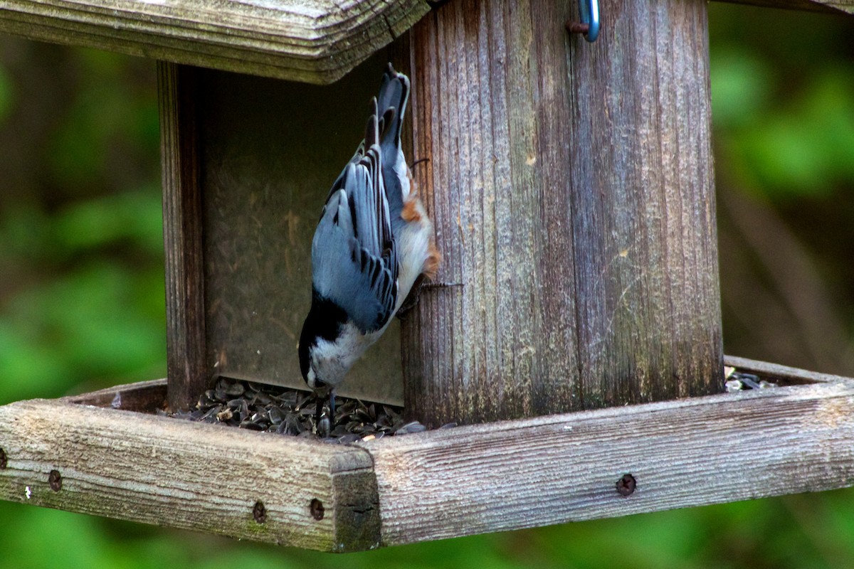 White-breasted Nuthatch - ML87608271