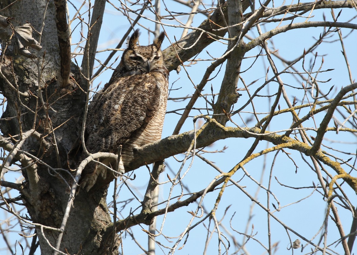 Great Horned Owl - ML87609941
