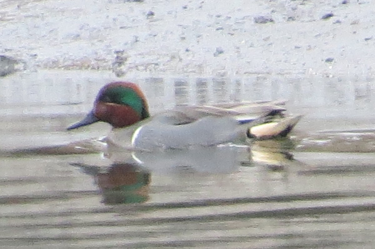 Green-winged Teal - ML87611481