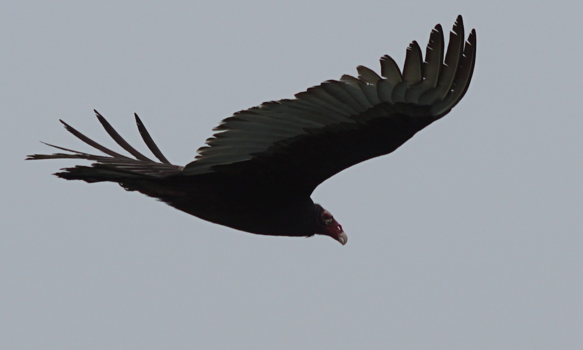 Turkey Vulture - ML87613761