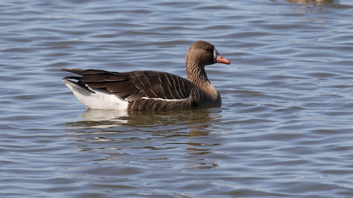 Greater White-fronted Goose - Dean LaTray