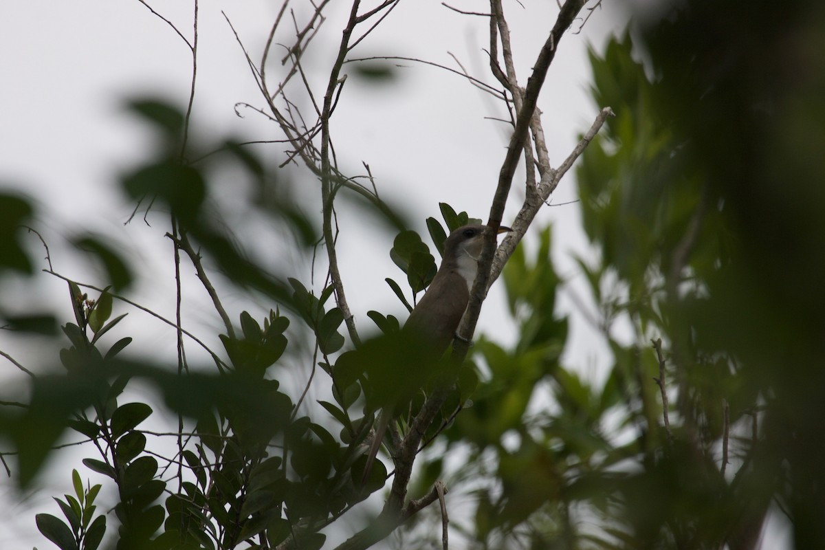 Mangrove Cuckoo - Rusty Trump