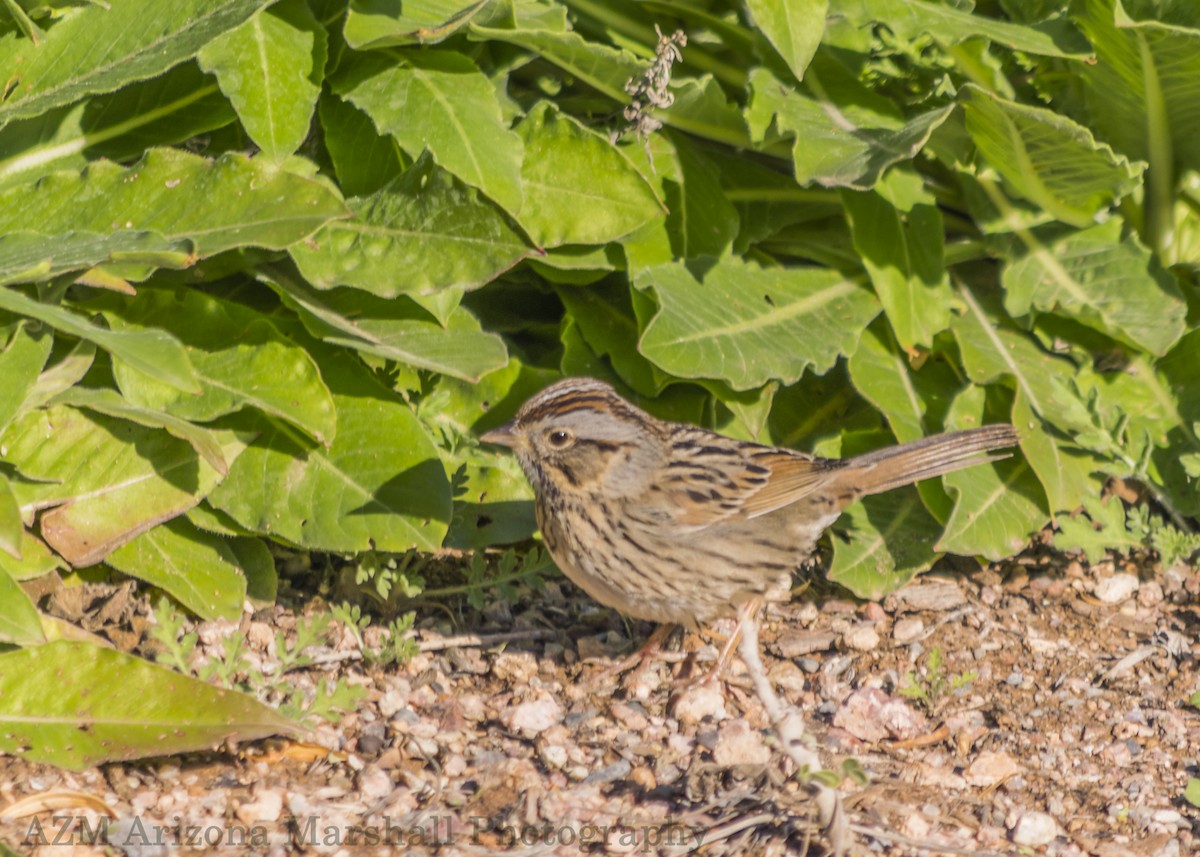 Lincoln's Sparrow - Don Witter