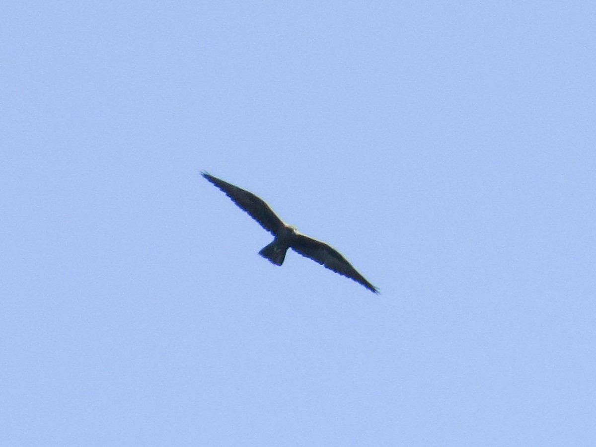 Black Falcon - Ged Tranter