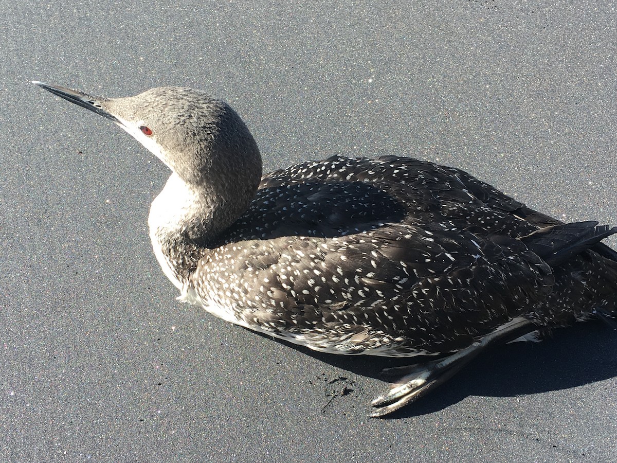 Red-throated Loon - ML87619461