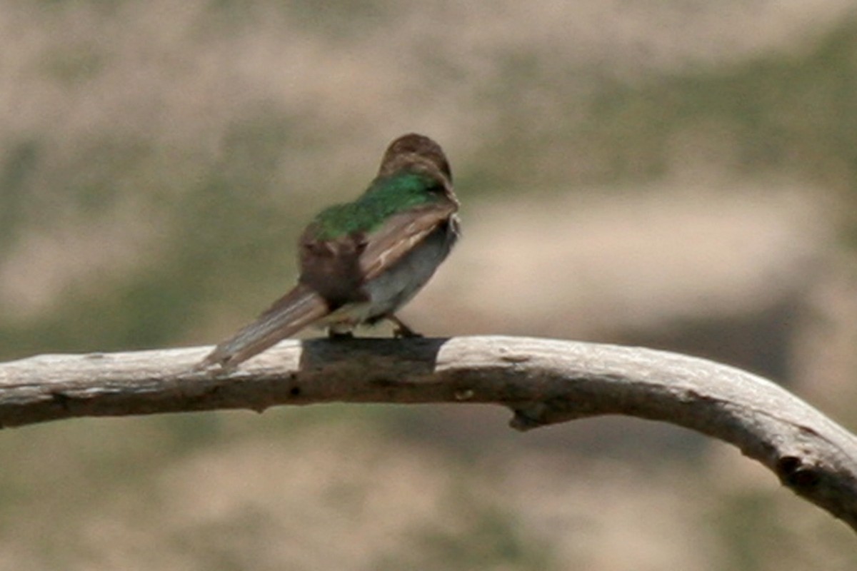 Violet-green Swallow - Florence King