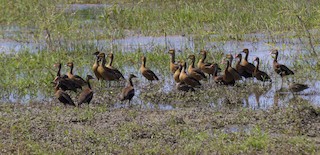 Fulvous Whistling-Duck, ML87627701