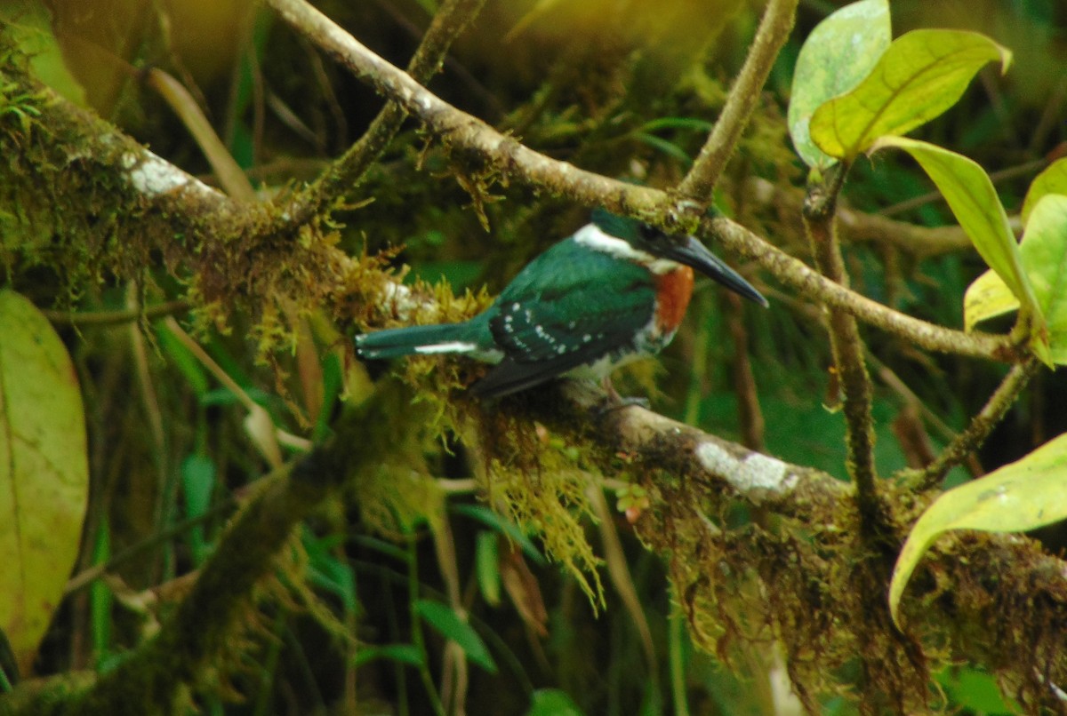 Green Kingfisher - Enrique Varela