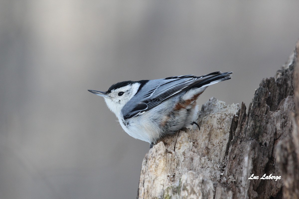 White-breasted Nuthatch - ML87631151