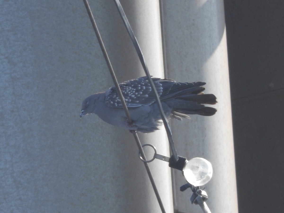 Spot-winged Pigeon - Noam Markus