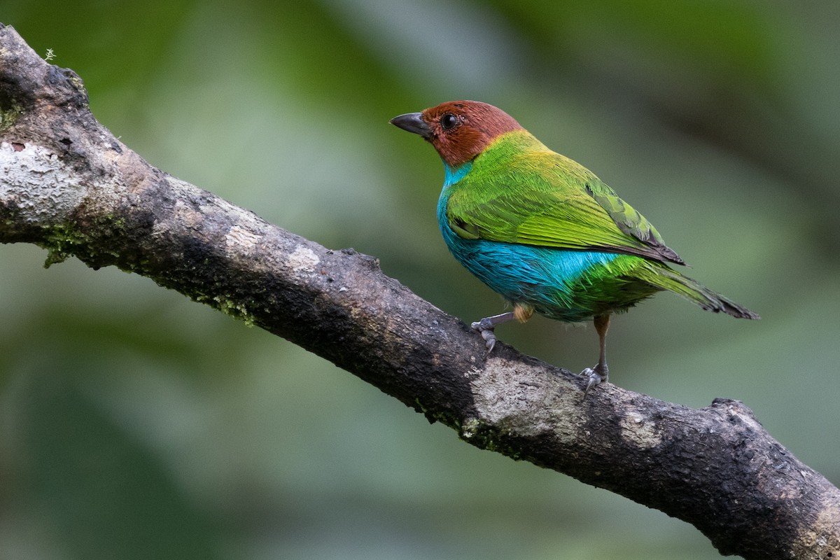 Bay-headed Tanager - ML87636071