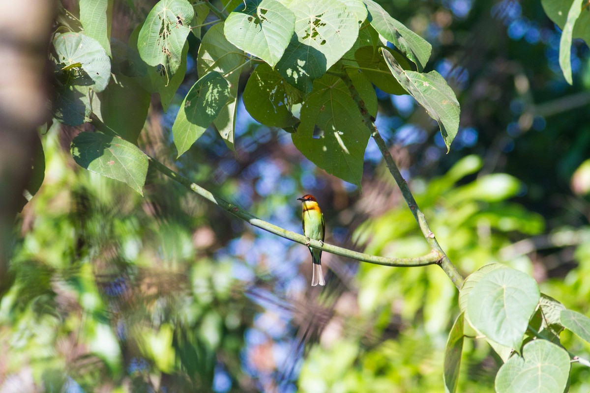 Chestnut-headed Bee-eater - ML87642931