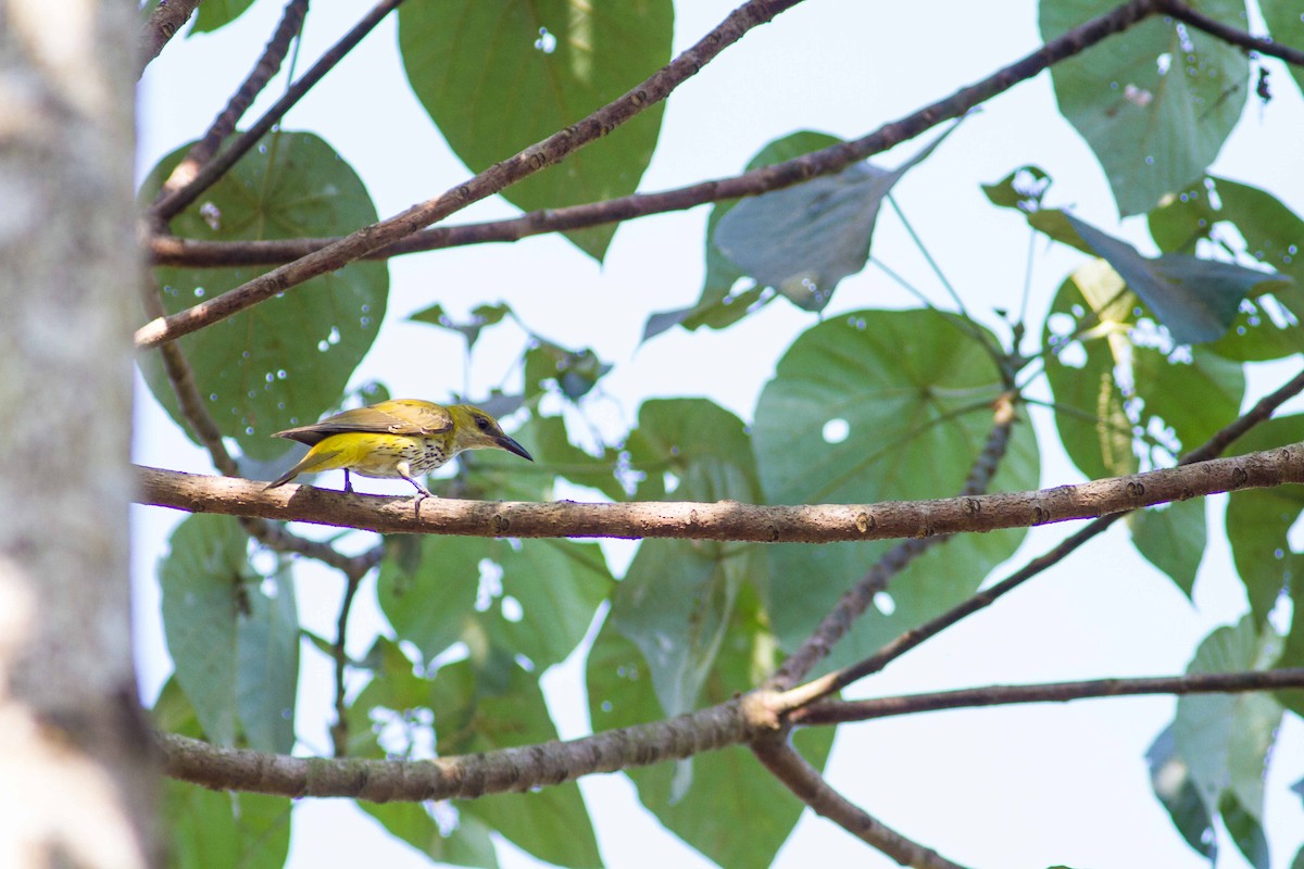 Indian Golden Oriole - ML87643221
