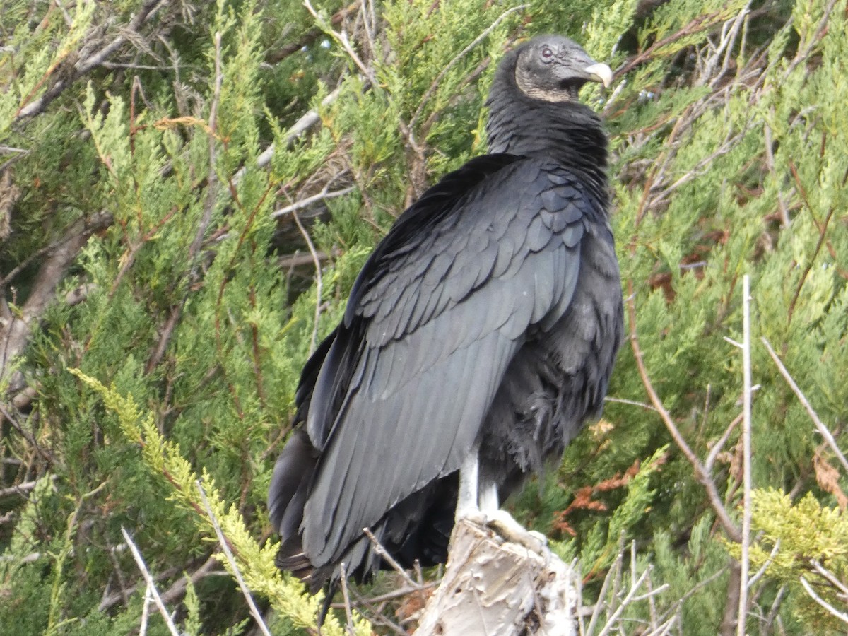 Black Vulture - ML87645651