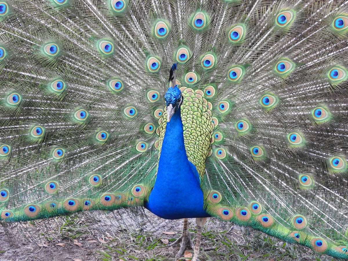 Indian Peafowl - Doris Brookens