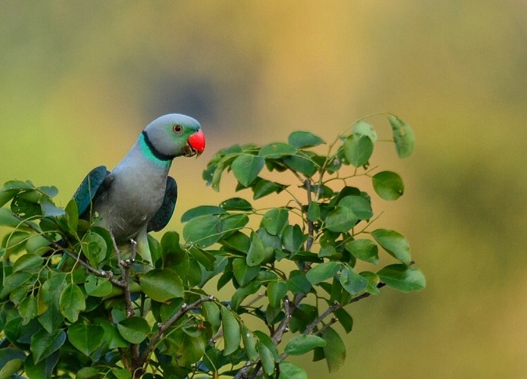 Malabar Parakeet - Renuka Vijayaraghavan