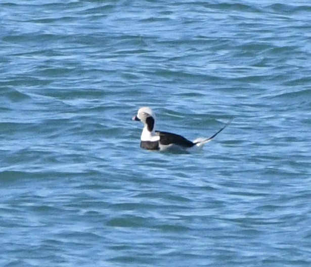 Long-tailed Duck - MJ OnWhidbey