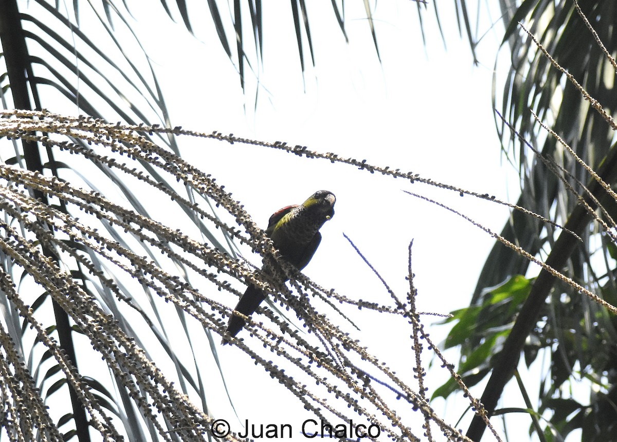 Black-capped Parakeet - Juan José Chalco Luna