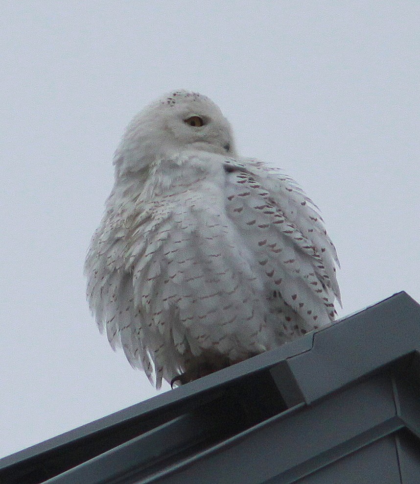 Snowy Owl - ML87650771