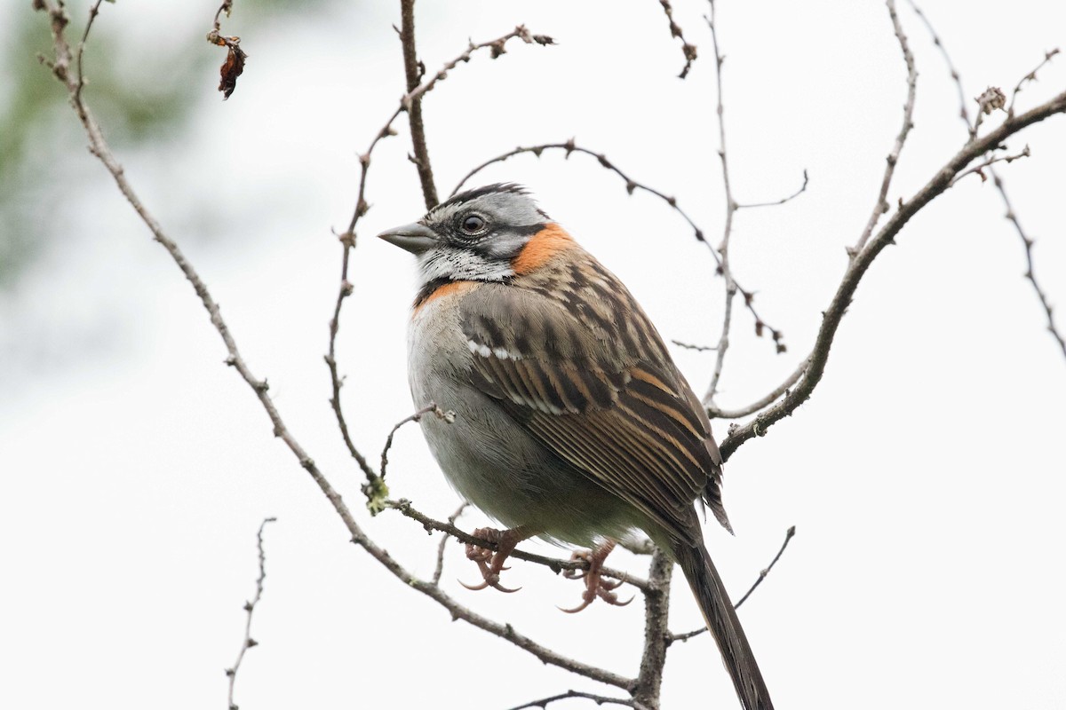 Rufous-collared Sparrow - Braden Collard