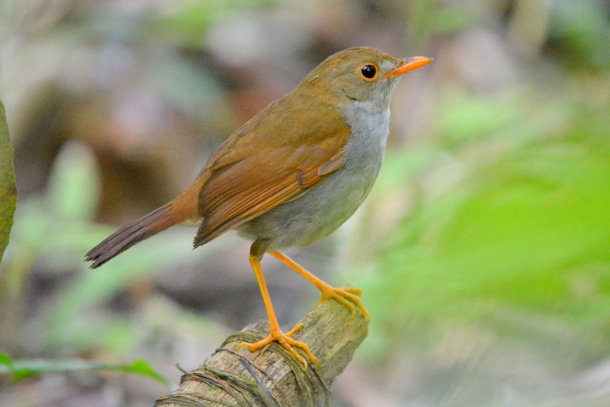Orange-billed Nightingale-Thrush - Alfonso Auerbach