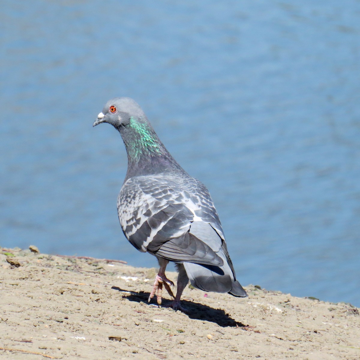 Rock Pigeon (Feral Pigeon) - Charlotte Morris