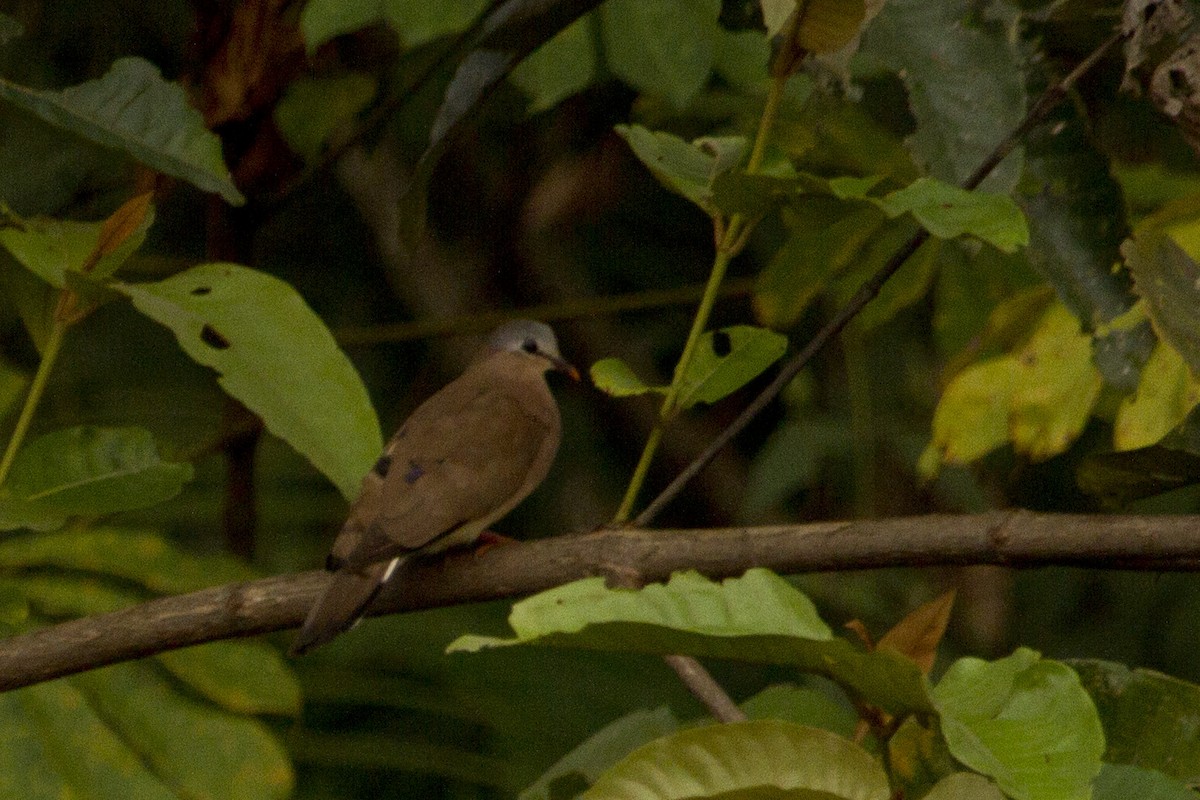 Blue-spotted Wood-Dove - ML87656951