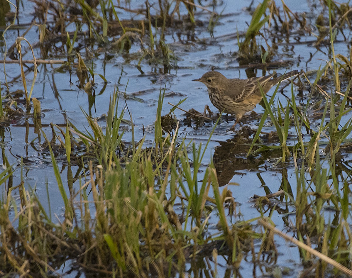 American Pipit - Ken Pitts