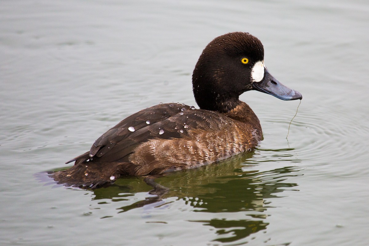 Greater Scaup - Jessica Hadley