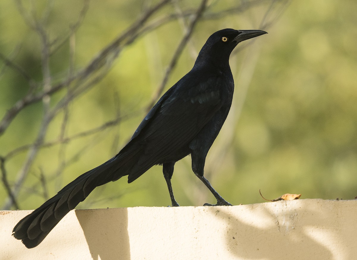 Great-tailed Grackle - ML87663361