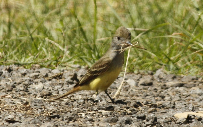 Great Crested Flycatcher - ML87665221