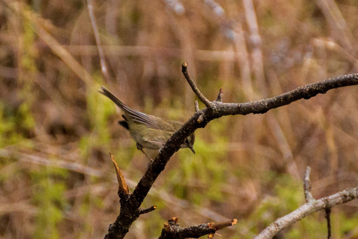 Brownish-flanked Bush Warbler - Tarun Menon