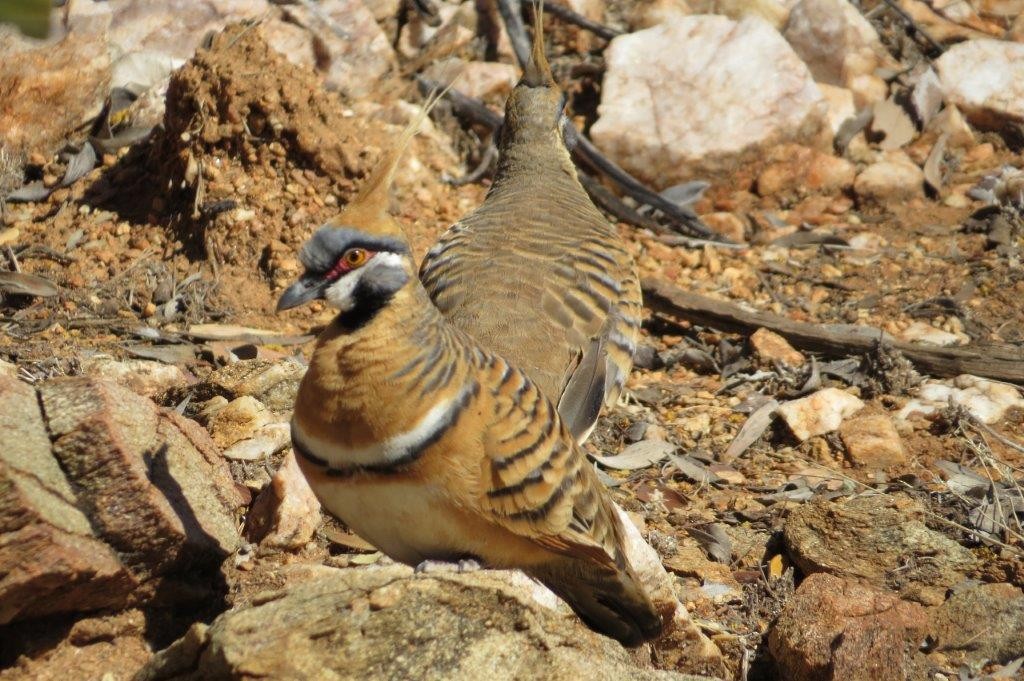 Spinifex Pigeon - Don Roberts
