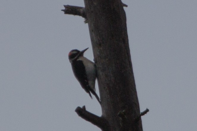 Hairy Woodpecker - Lindy Fung