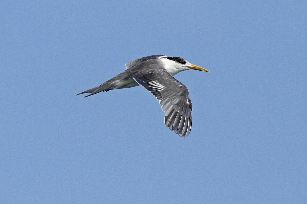 Great Crested Tern - ML87670391