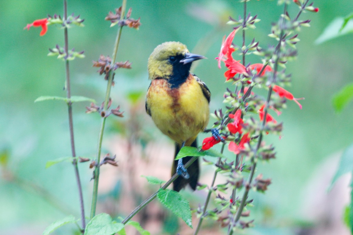 Orchard Oriole - ML87670981