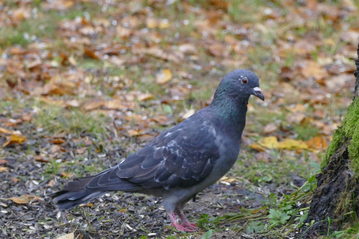 Rock Pigeon (Feral Pigeon) - eero salo-oja