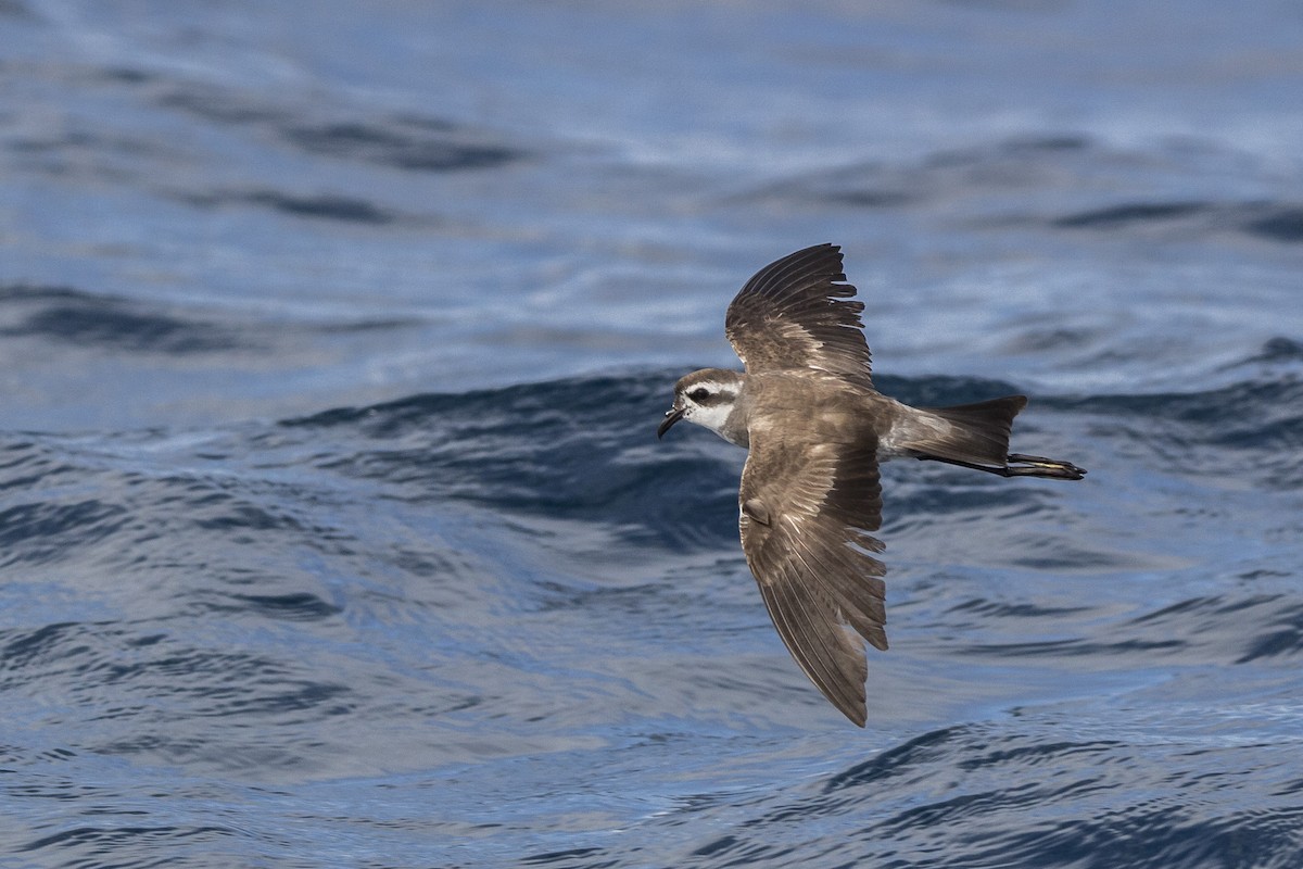 White-faced Storm-Petrel - ML87674181