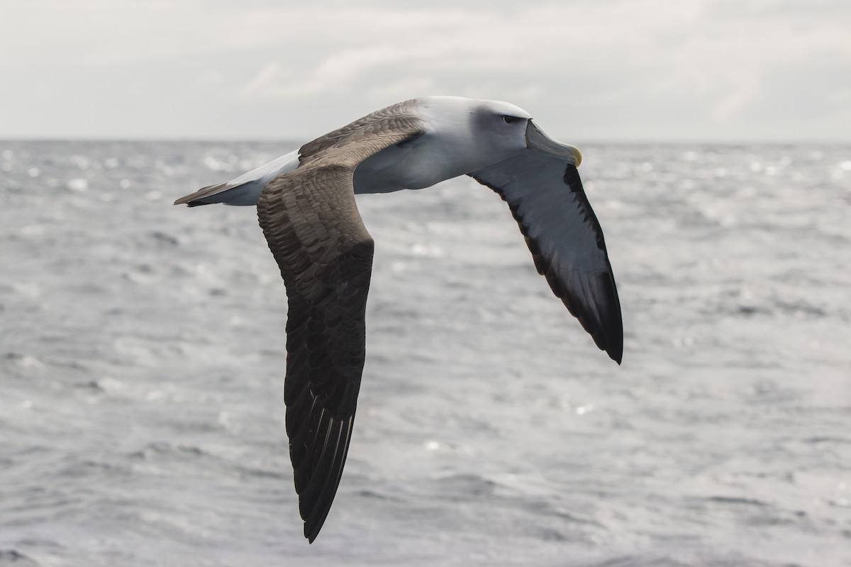 White-capped Albatross - ML87674321