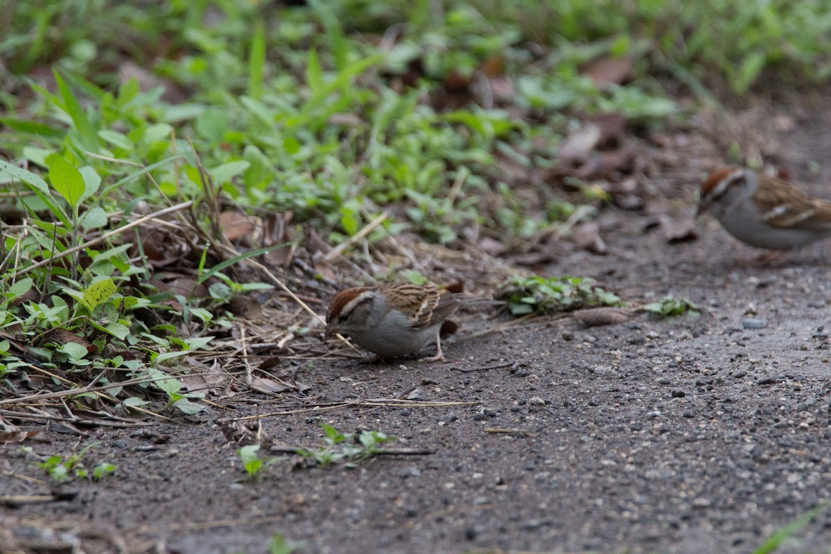 Chipping Sparrow - ML87676141