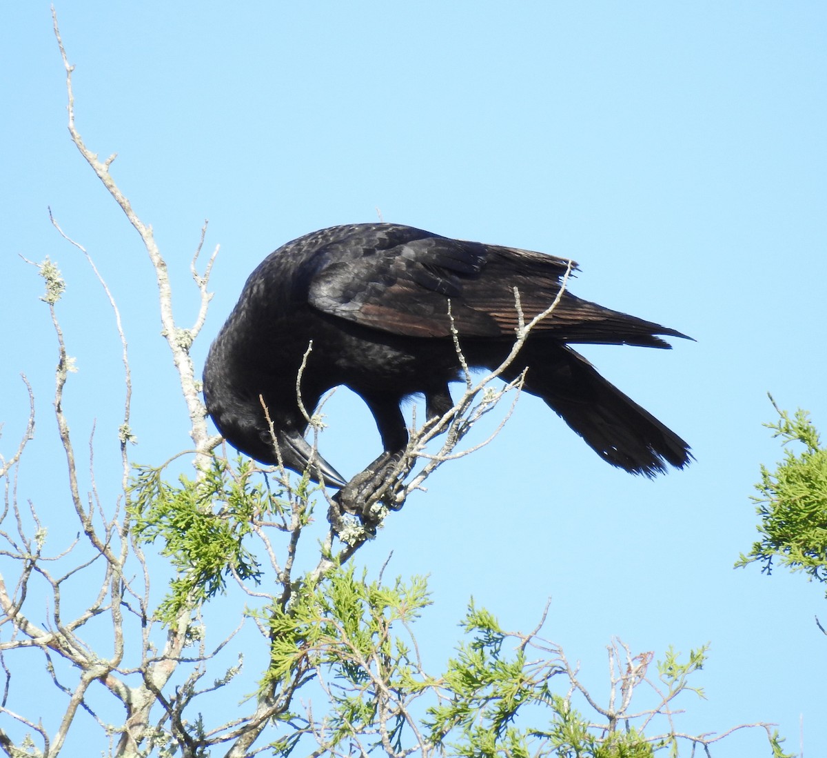 American Crow - deborah grimes