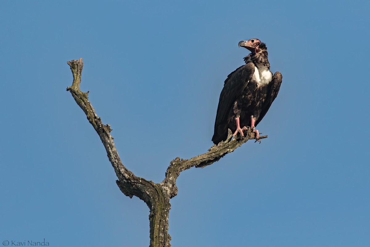 Red-headed Vulture - ML87678741