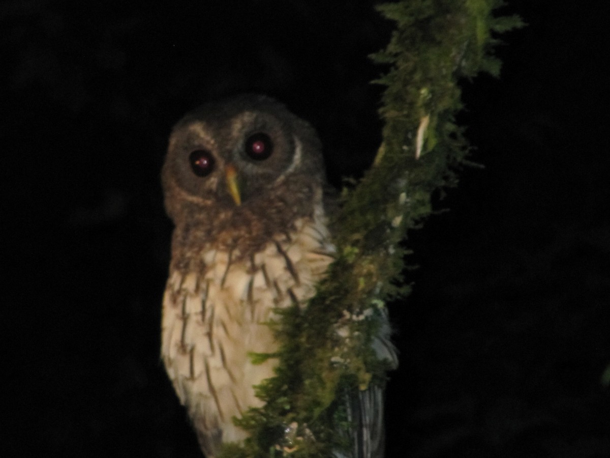Mottled Owl - Quint Newcomer