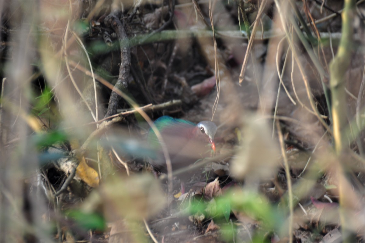 holub zelenokřídlý - ML87682131